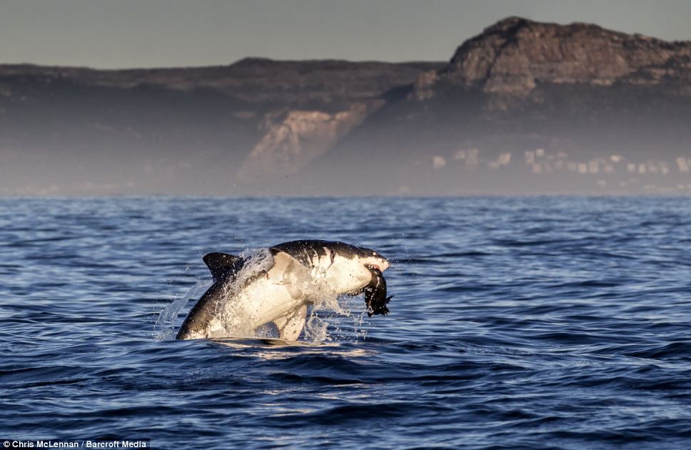 摄影师抓拍大白鲨捕食惊险瞬间