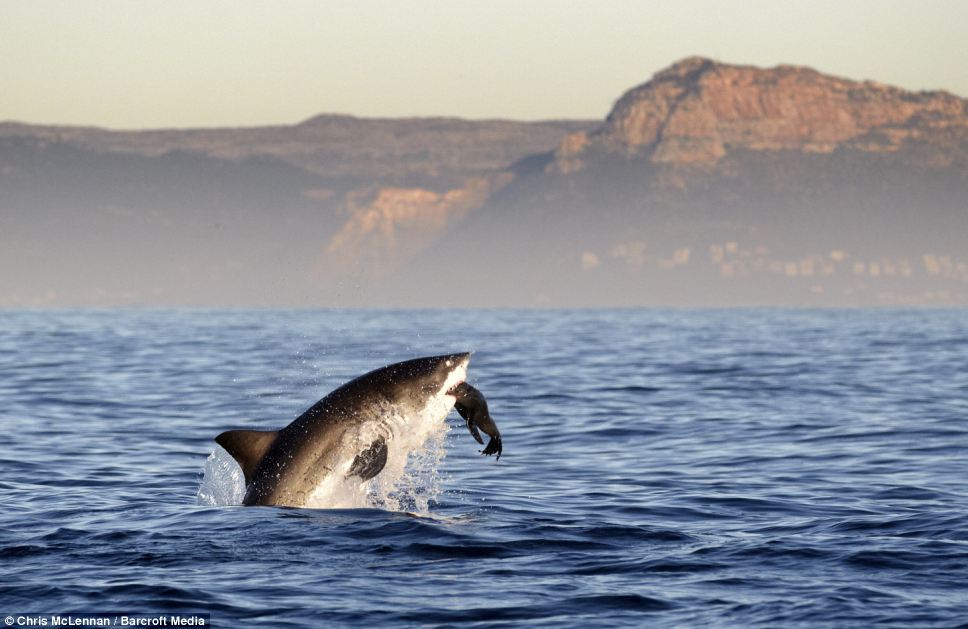 摄影师抓拍大白鲨捕食惊险瞬间