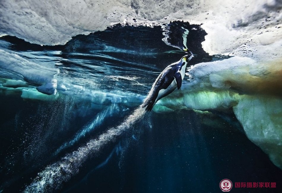2012年照片由保罗·尼克伦 （Paul Nicklen）拍摄于南极洲。