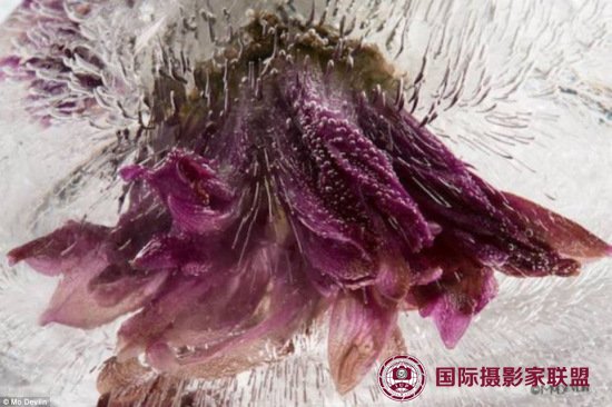 摄影师拍摄速冻鲜花“冰花绽放”画面惊艳（图）（4）