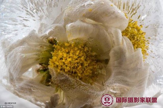 摄影师拍摄速冻鲜花“冰花绽放”画面惊艳（图）（3）